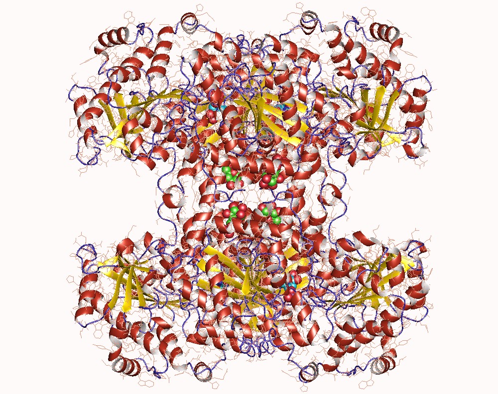 glycogen synthase