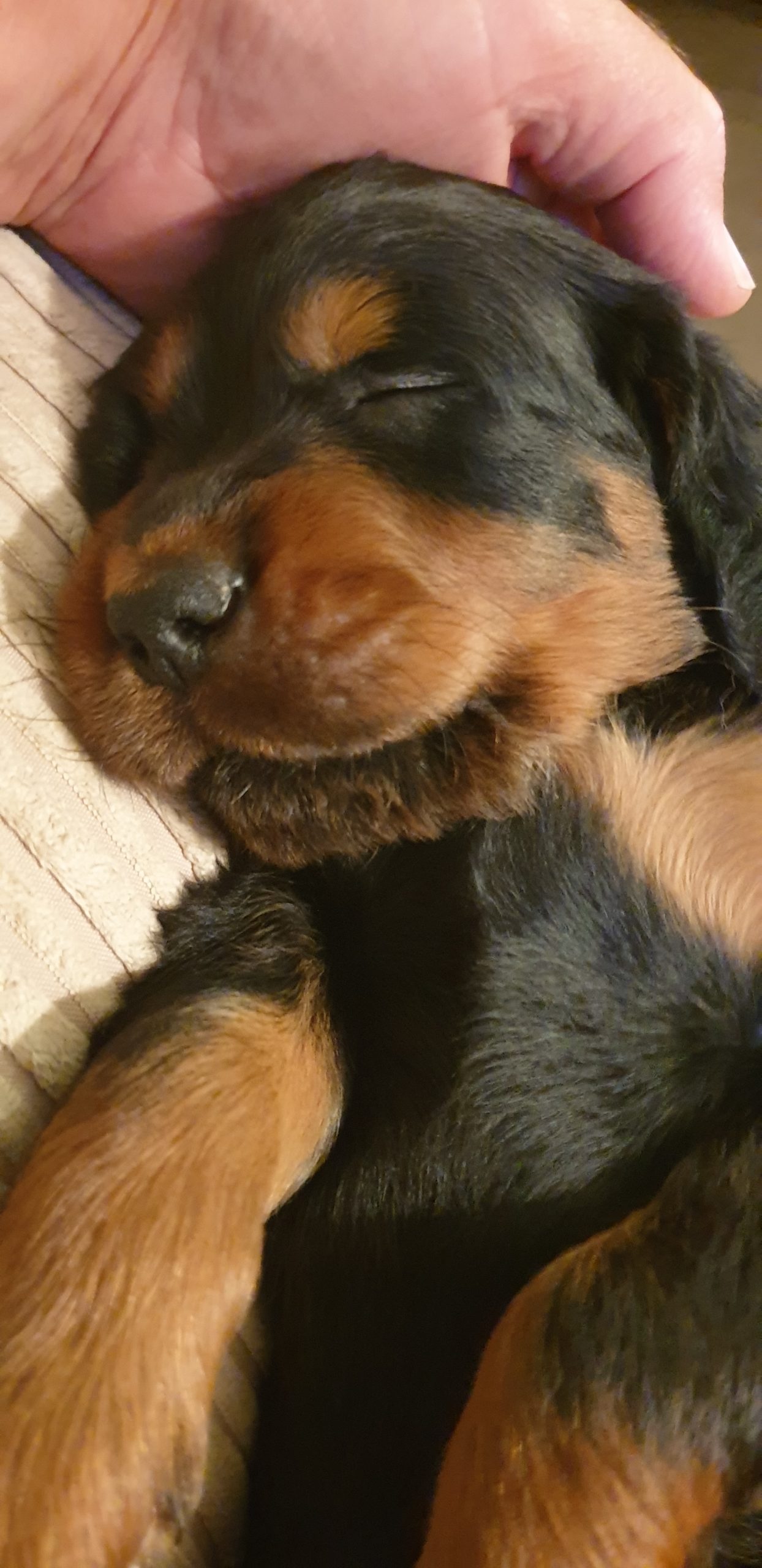 gordon setter puppies for sale uk