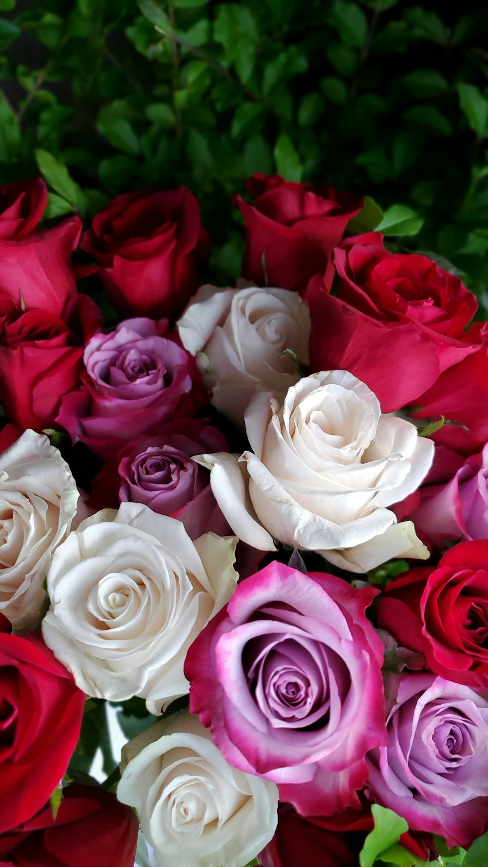 gorgeous roses images