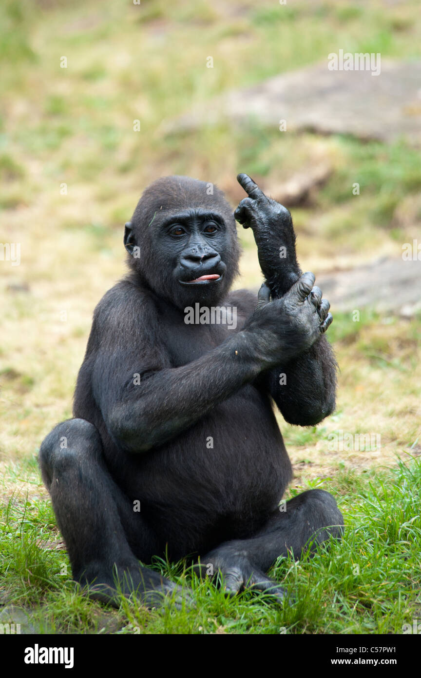 gorilla funny images