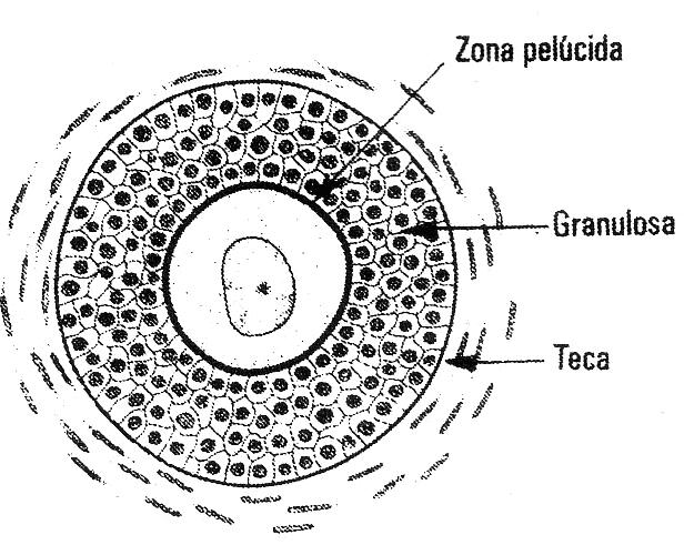 granulosa