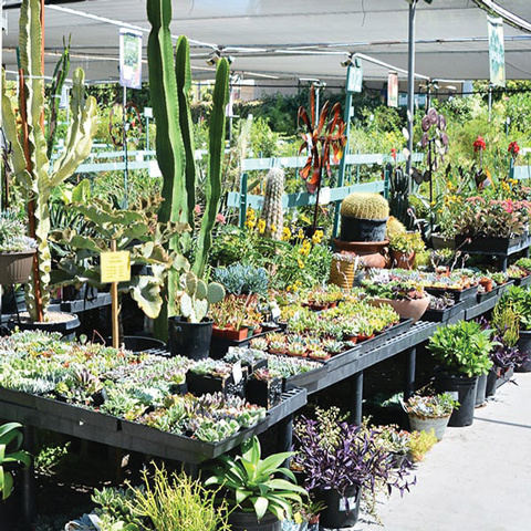 green thumb nursery santa clarita