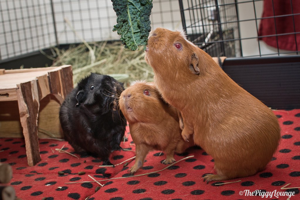 guinea pig forum