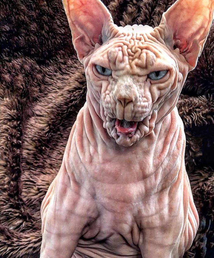 hairless cat ugly