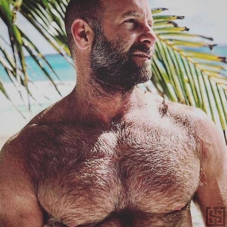 hairy gay muscle bears