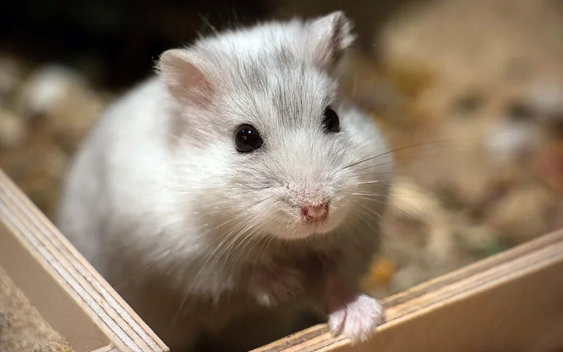 hamsterwatch