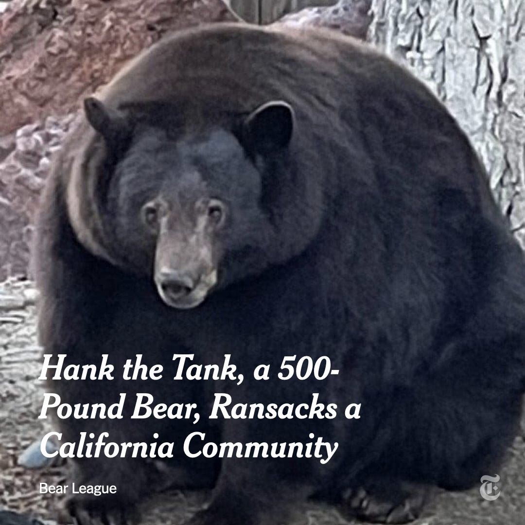 hank the tank bear meme