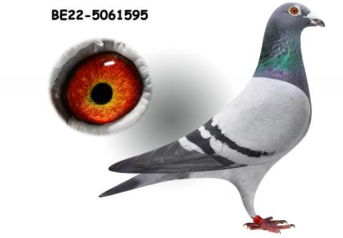 herbots pigeons