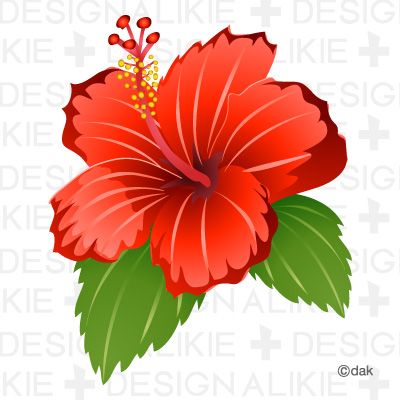 hibiscus clipart