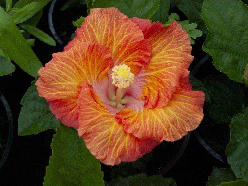 hibiscus rio clara