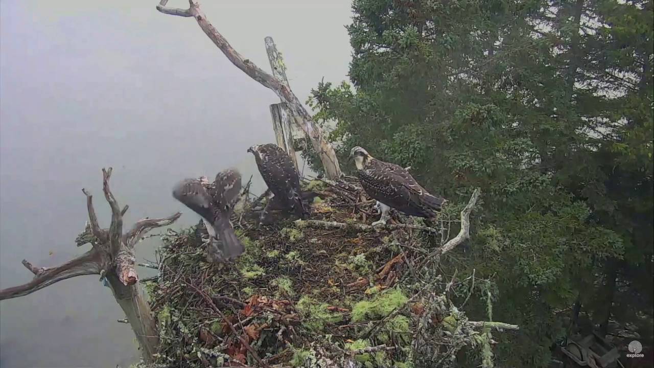 hog island osprey cam