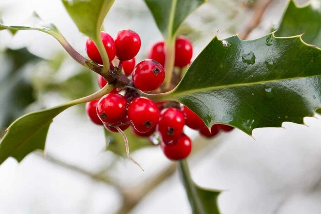 holly berries images