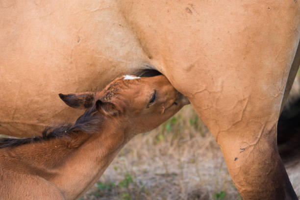 horse suck