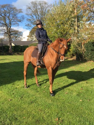 horses for sale stoke on trent