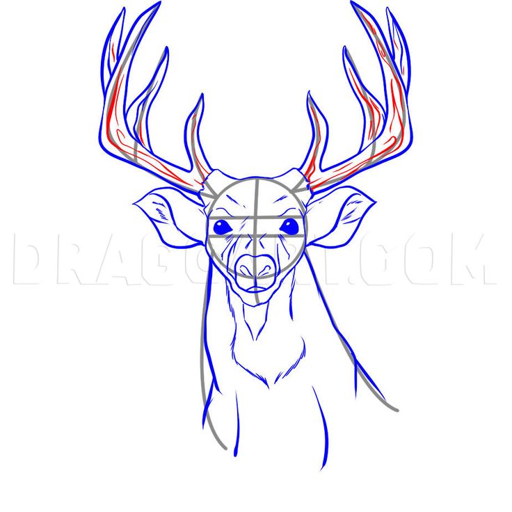 how to draw a deer