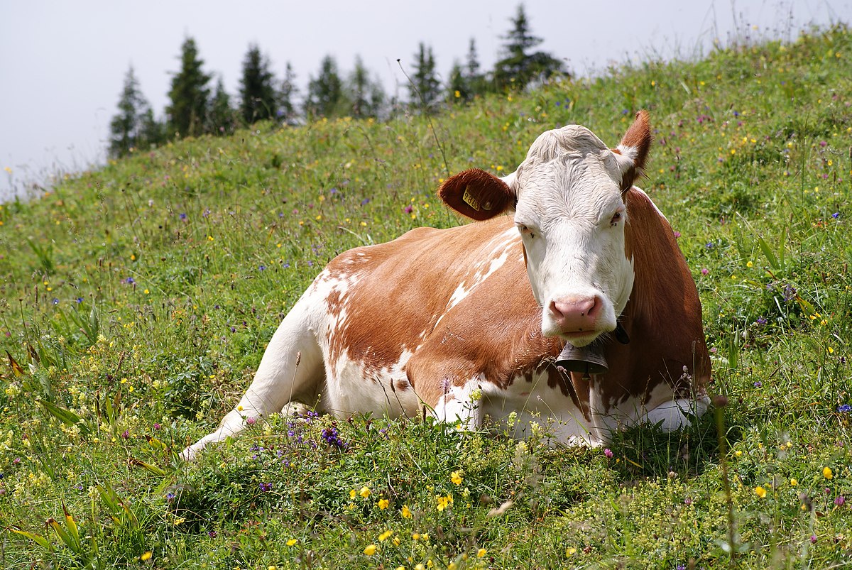 image cow