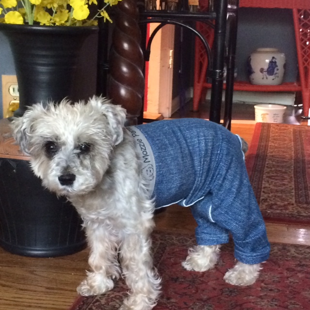 incontinence pants for dogs
