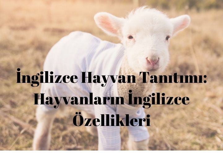 ingilizce hayvan tanıtımı kartal