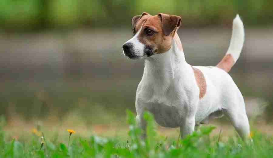 jack russell pups