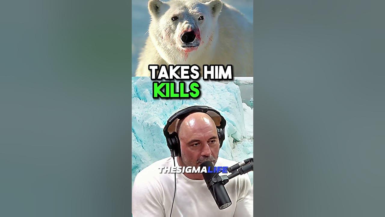 joe rogan polar bear story