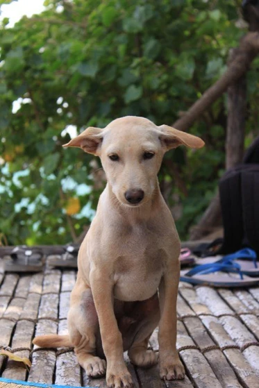 jonangi