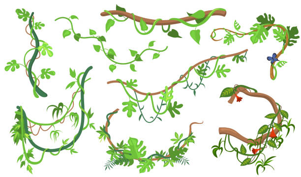 jungle vines clipart