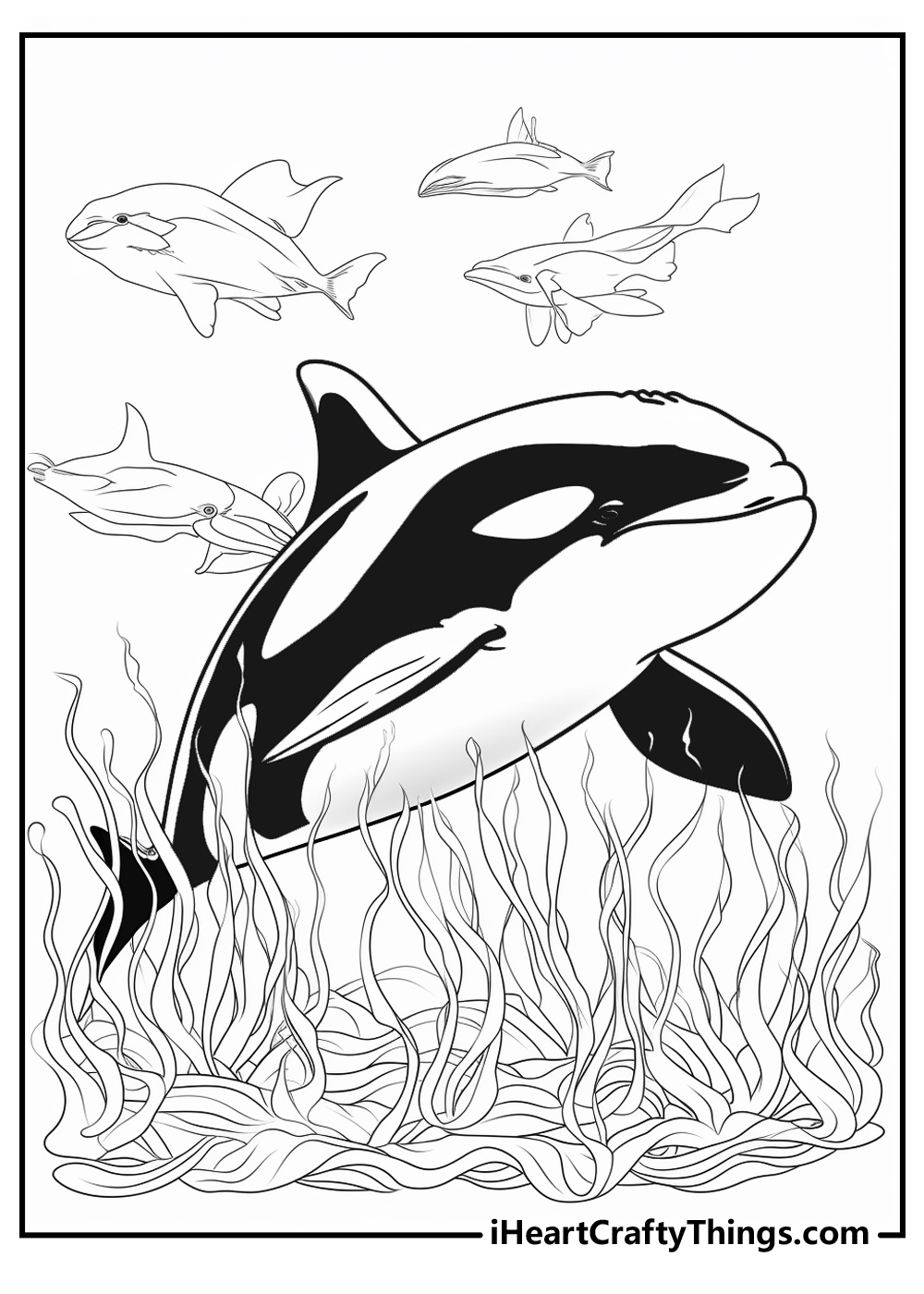 killer whale coloring page