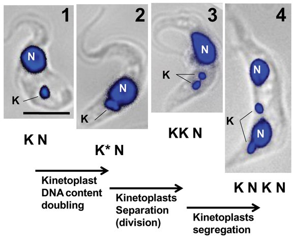 kinetoplast