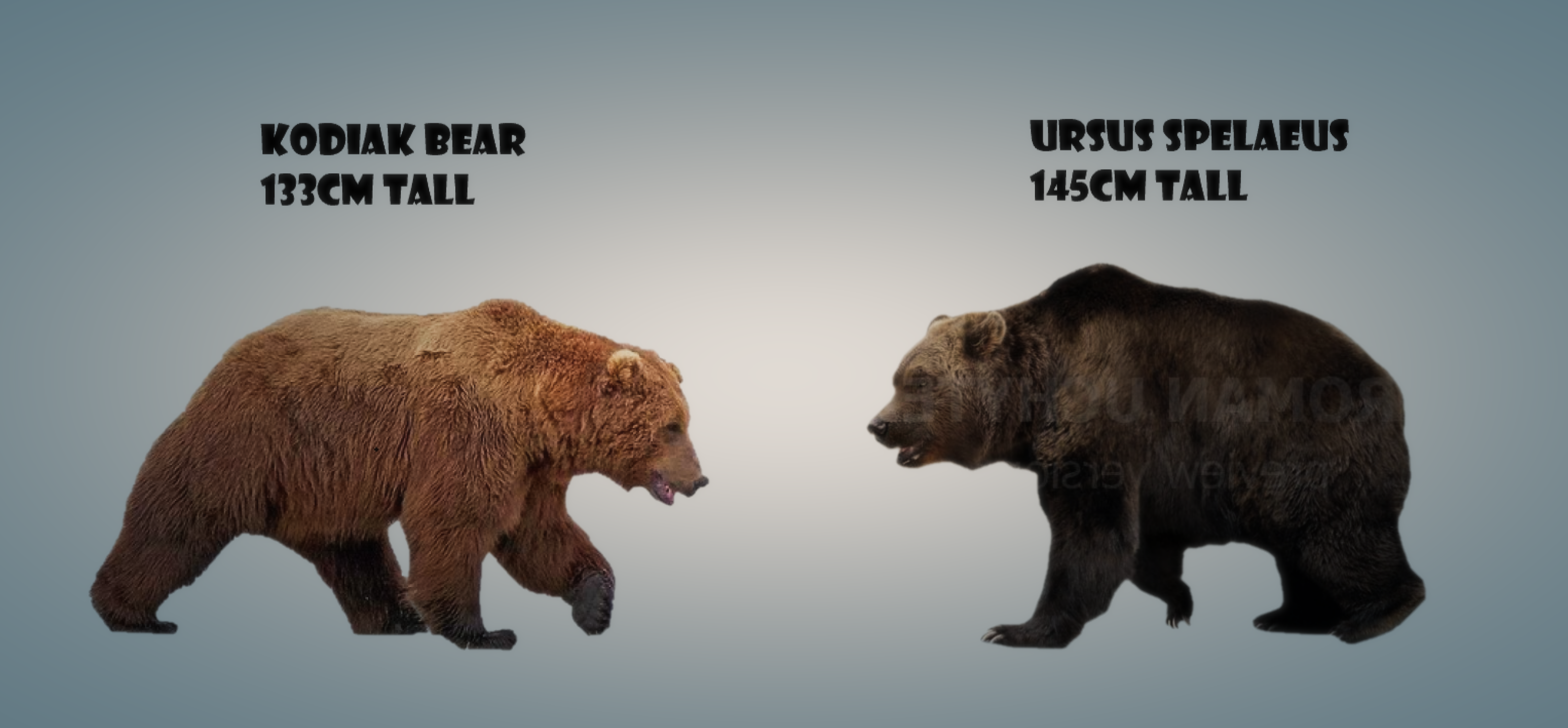 kodiak bear size comparison
