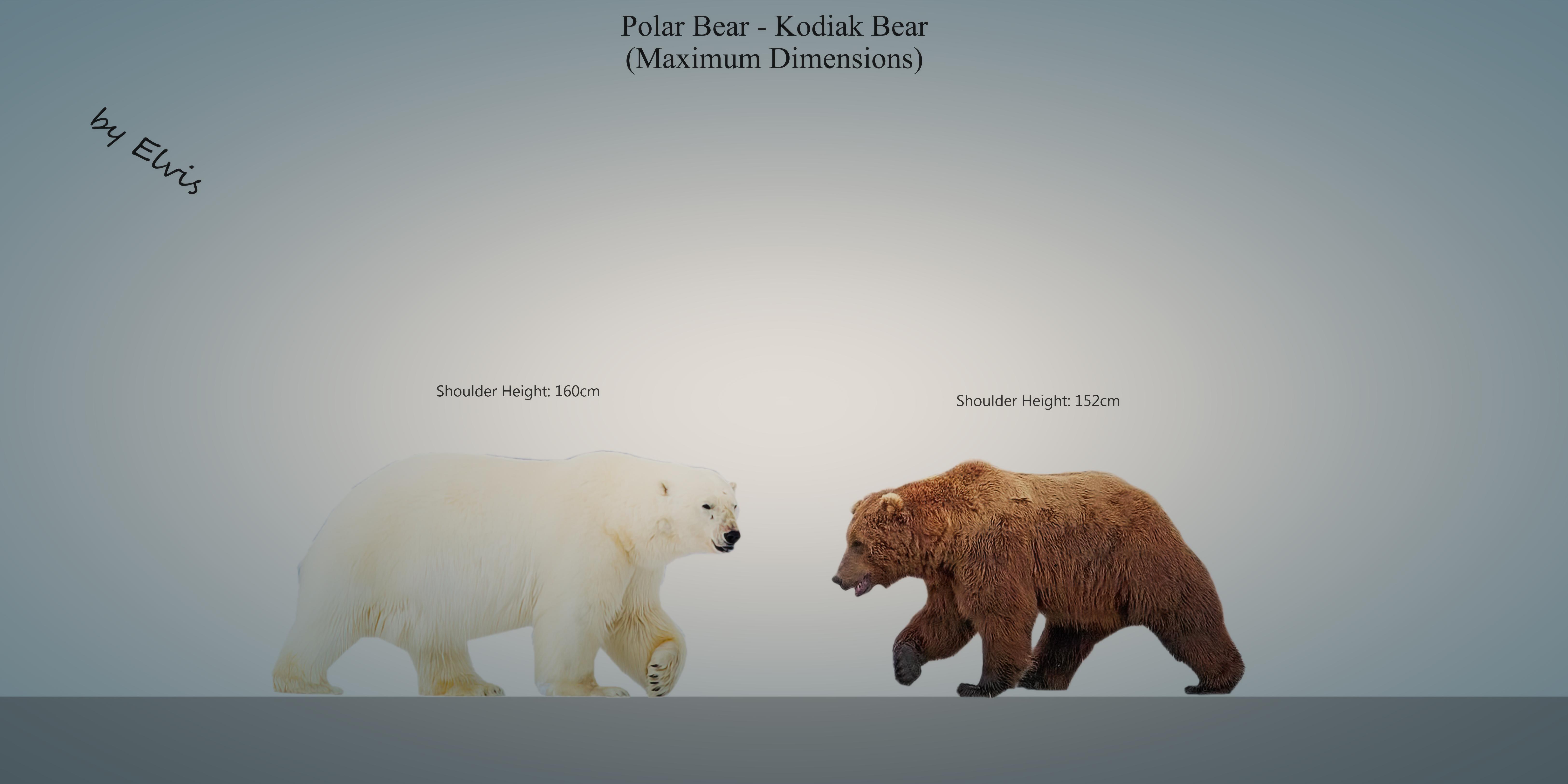 kodiak vs polar bear size