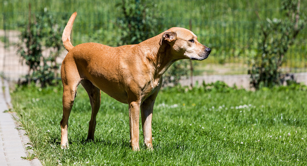 lab and terrier mix