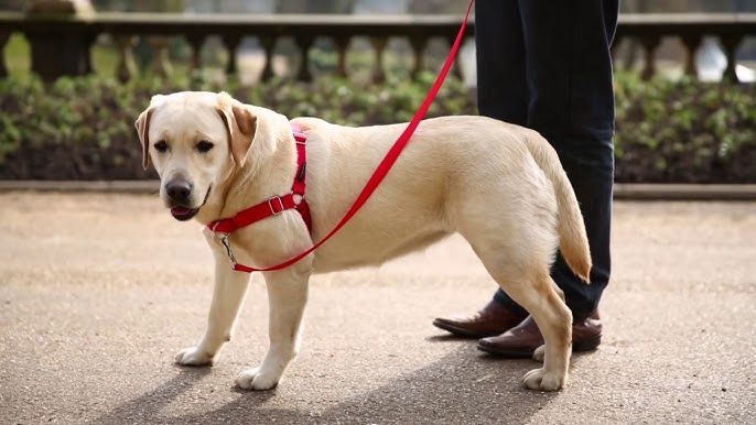 lab dog body belt