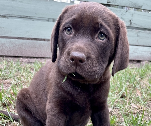 labrador retriever for sale