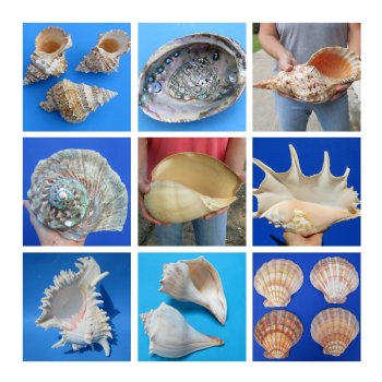 large shells for sale