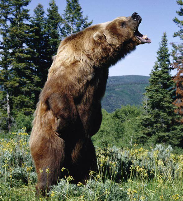 largest kodiak bear ever recorded