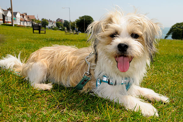 lhasa apso and yorkshire terrier cross