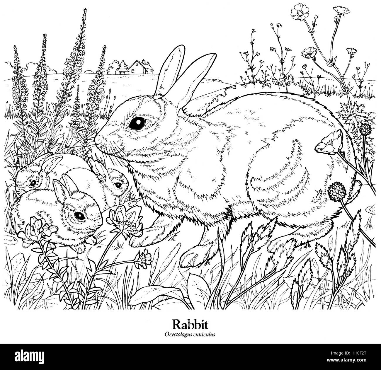 line drawings of rabbits