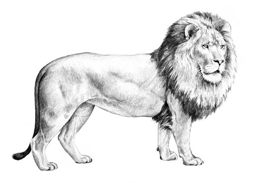 lion image sketch