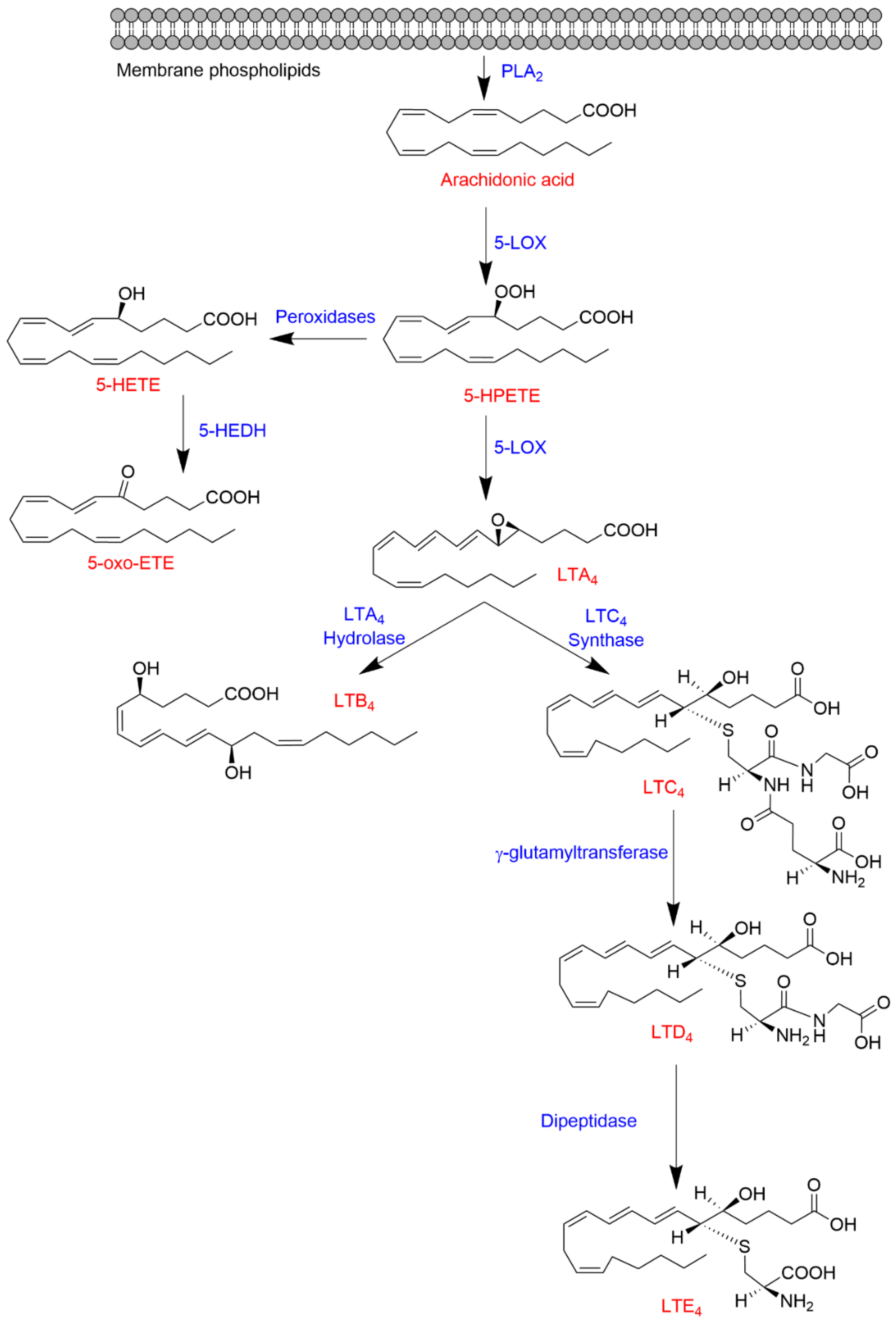 lipoxygenase