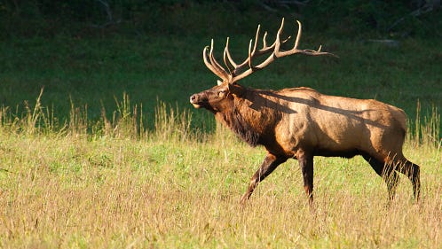 live elk cam in benezette pa