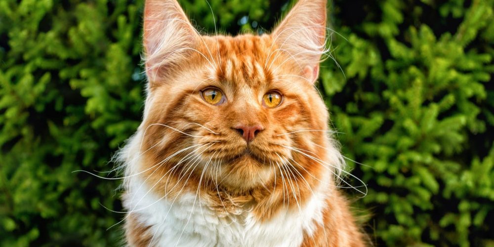 maine coon average age