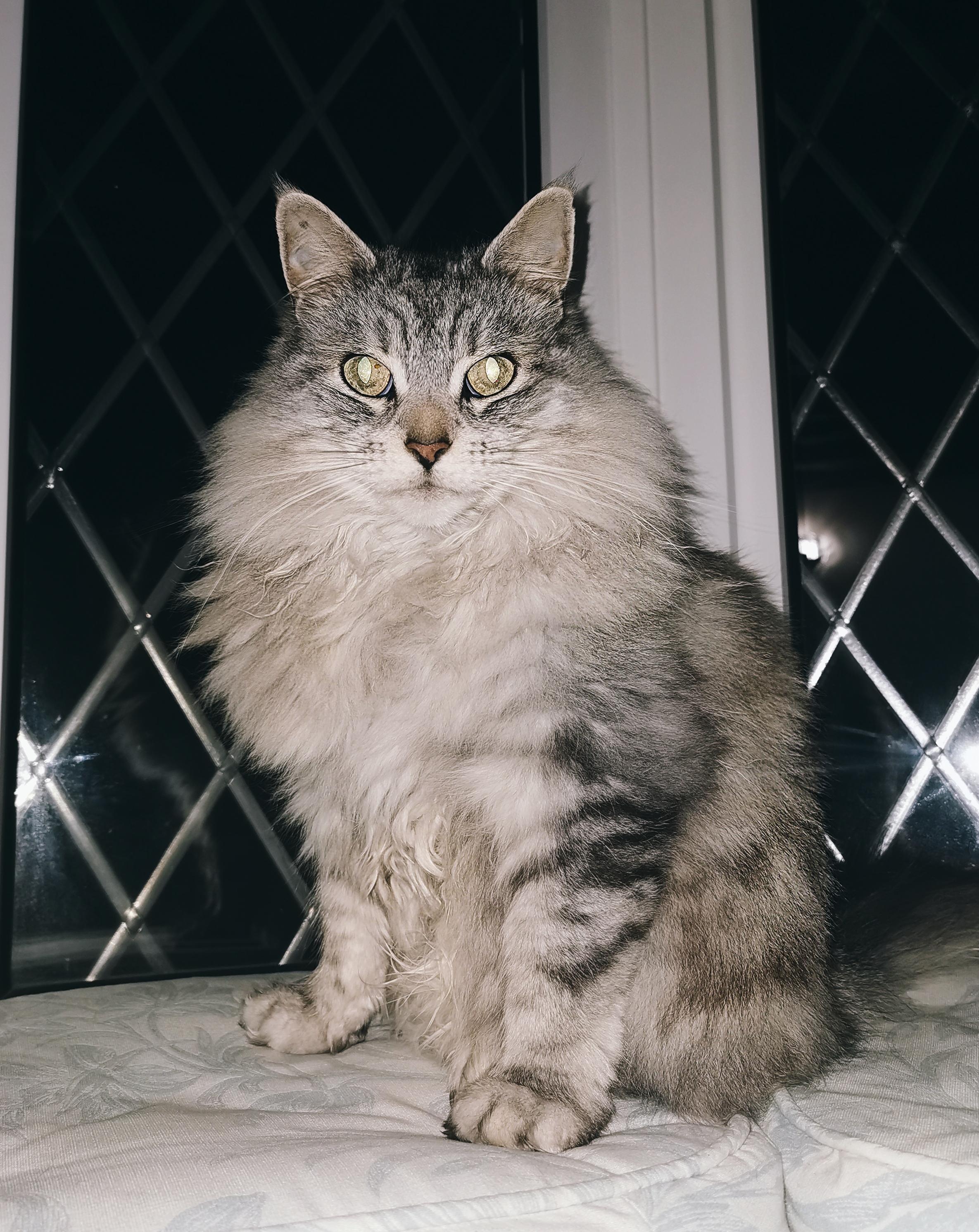 maine coon persian mix