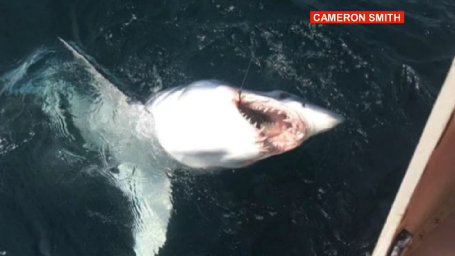 mako shark chasing boat