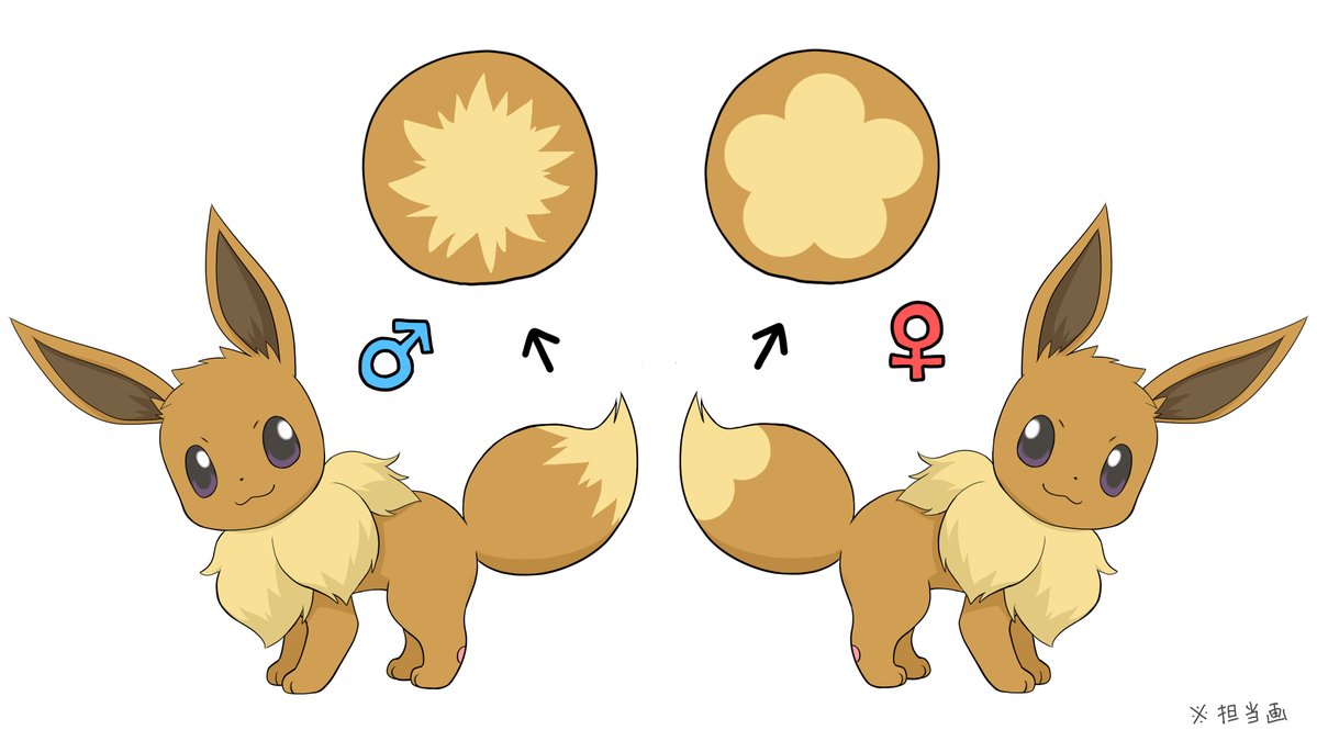 male eevee vs female eevee