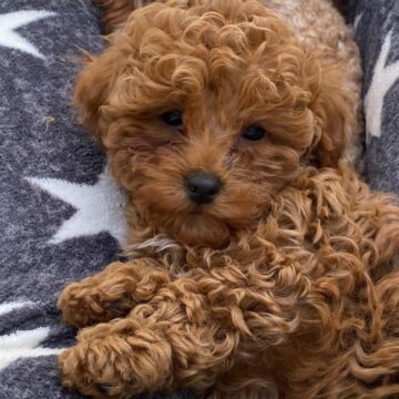 maltipoo danmark