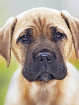 mastiff puppy pictures