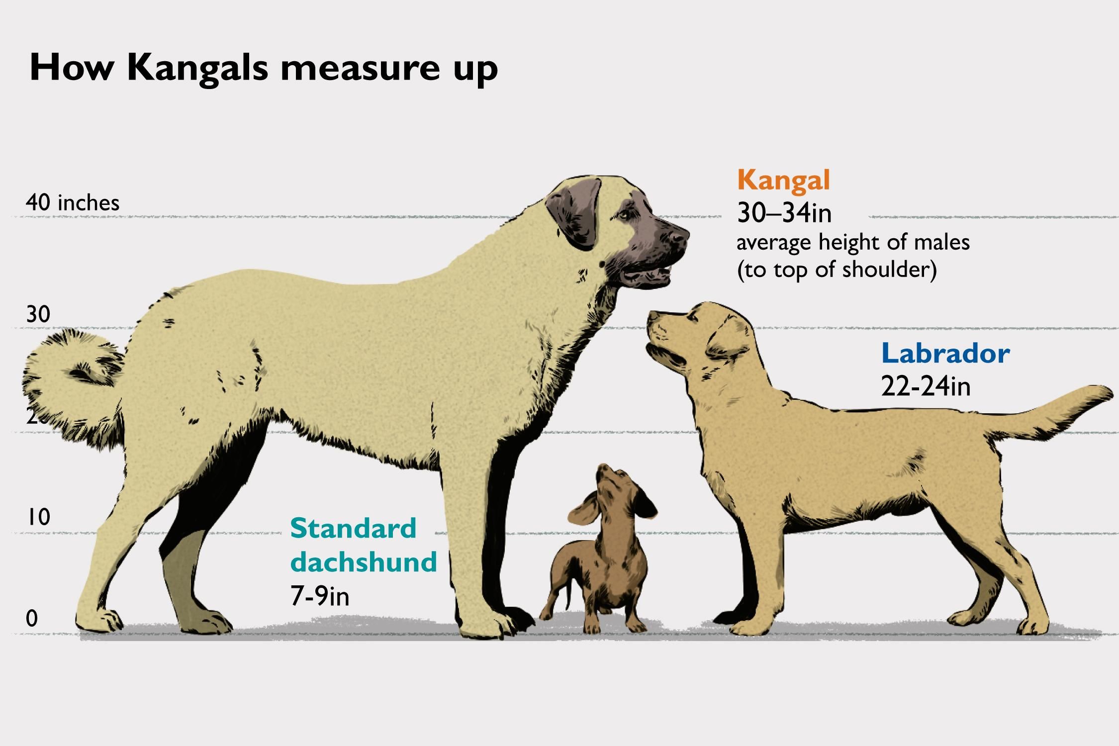 mastiff vs kangal