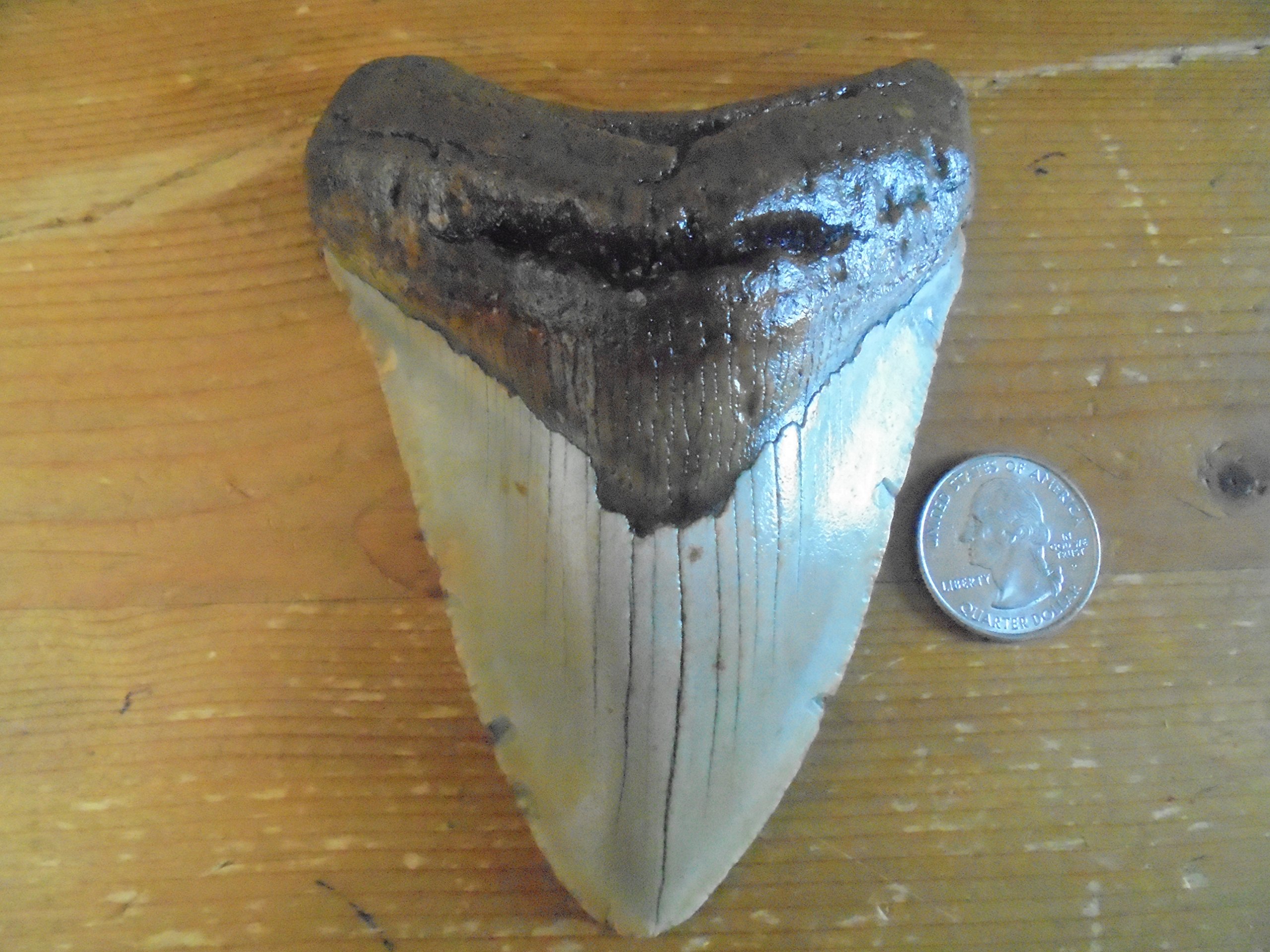 megalodon teeth for sale