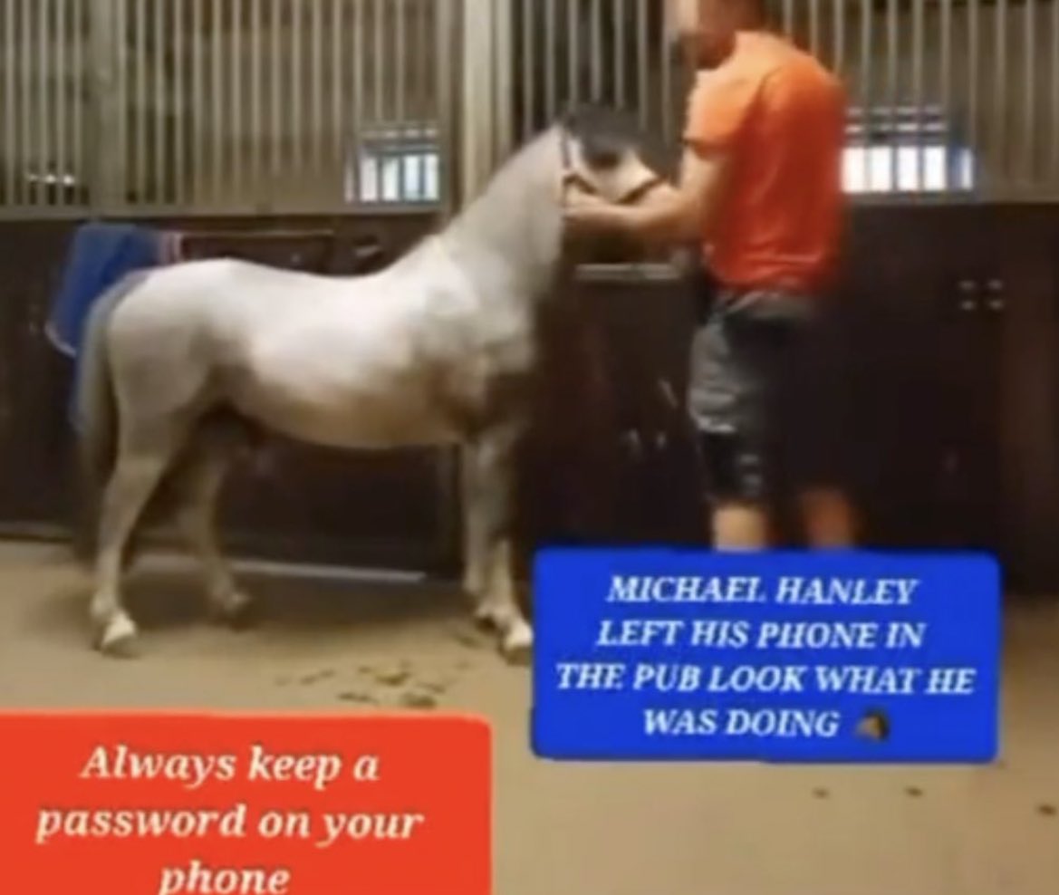 michael hanley horse