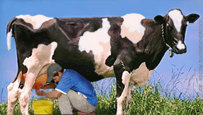 milking cow gif